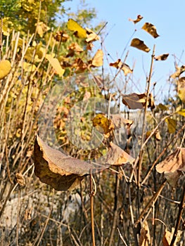 The leaves of plants in autumn