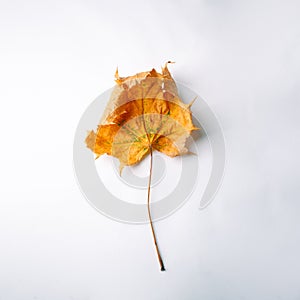 Autumn Arrives. Fall Background, Design concept. Flat lay. Minimal background. Yelllow Maple leaf on white. Vintage Concept.