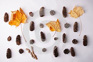 Autumn Arrives. Fall Background, Design concept. Flat lay. Minimal background. Yelllow Maple leaf and wooden palnt on white.