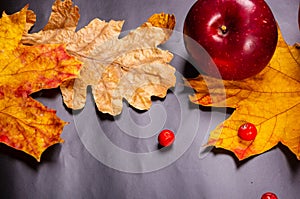 Autumn art composition - varied dried leaves, pumpkins, fruits, rowan berries on black background. Autumn, fall