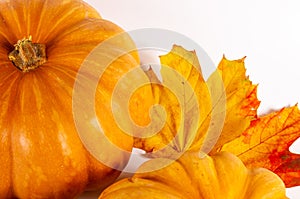 Autumn art composition - varied dried leaves, pumpkins, fruits, rowan berries on white background. Autumn, fall