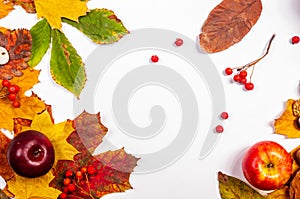 Autumn art composition - varied dried leaves, pumpkins, fruits, rowan berries on white background. Autumn, fall