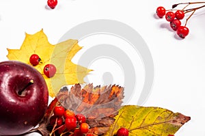 Autumn art composition - varied dried leaves, pumpkins, fruits, rowan berries on white background. Autumn, fall