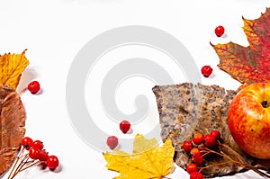 Autumn art composition - varied dried leaves, pumpkins, fruits, rowan berries on white background. Autumn, fall