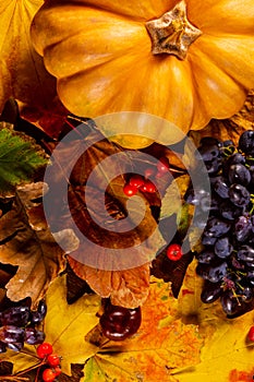 Autumn art composition - varied dried leaves, pumpkins, fruits, rowan berries on wooden background. Autumn, fall