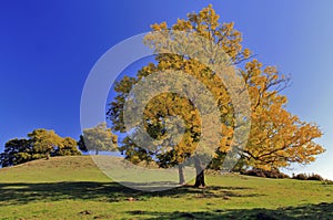 Autumn Ash and Oak Trees Cracks Hill