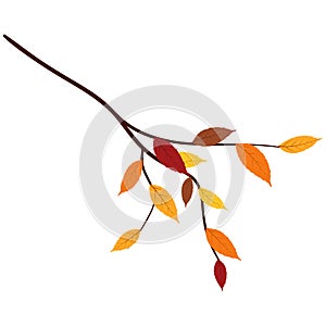 Ash-Tree Leaves Branch