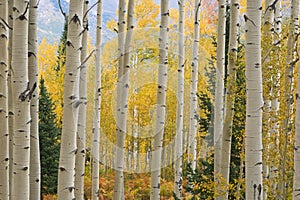 Autumn Aspen Elk Mountains photo