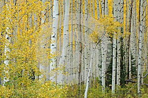 Autumn Aspen Forest