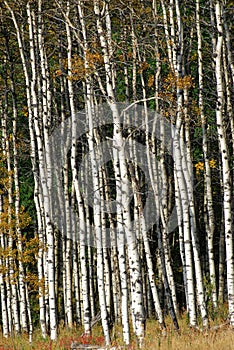 Autumn aspen forest