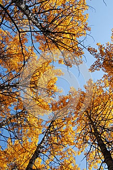 Autumn aspen forest