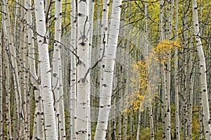 Autumn Aspen Forest