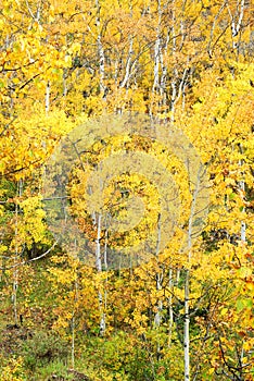 Autumn aspen forest