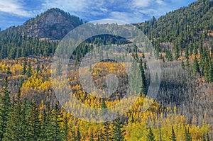 Autumn Aspen Forest Aspen, Colorado