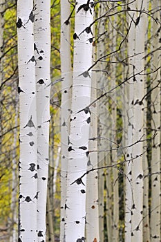 Autumn aspen grove