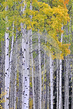 Autumn aspen grove