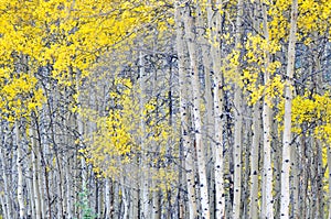 Autumn aspen grove