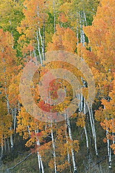 Autumn Aspen Grove Colorado