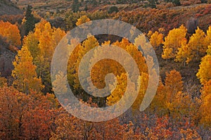 Autumn Aspen Grove at Sunrise Dallas Divide