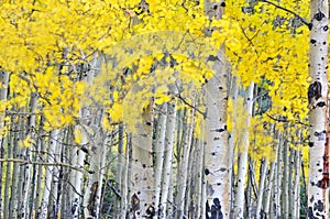 Autumn aspen grove in the wind