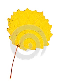 Autumn aspen leaf isolated on white background