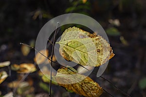 Autumn aspen leaves in the sunlight. Close-up of brown and yellow dying leaves on tree branches