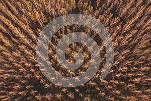 Autumn aspen tree forest from drone pov