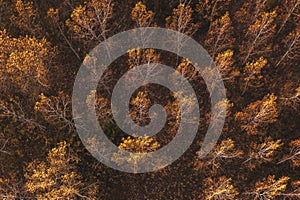 Autumn aspen tree forest from drone pov