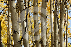 Autumn aspen trees
