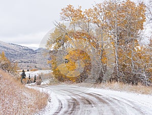 Autumn Aspen Trees Along a Snowy Country Road