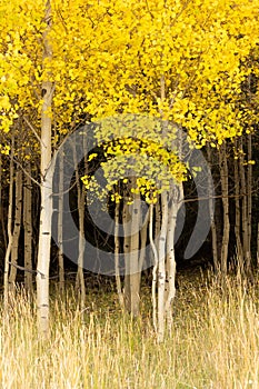 Autumn aspen trees with dark paths between white trunks