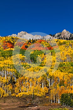 Autumn Aspen trees in Kebler Pass, Colorado