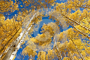 Autumn Aspen trees at peak fall color in Colorado