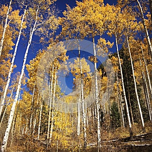 Autumn Aspens