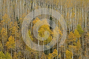 Autumn Aspens Castle Creek Road