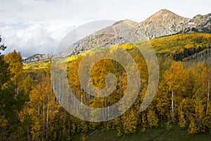 Autumn Aspens in the Colorado Rockies