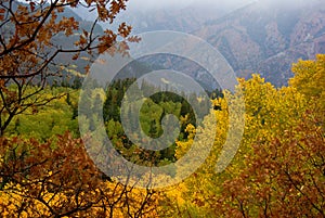 Autumn Aspens and Evergreens photo