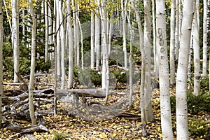 Autumn Aspens with Fallen Leaves