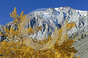 Autumn aspens at a mountain lake