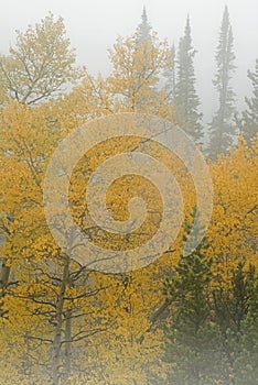 Autumn Aspens and Pines in Fog