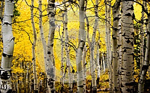 Autumn Aspens
