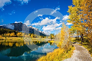 Autumn aspens reflected in the water