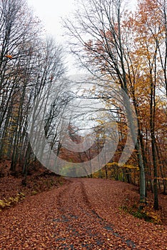 Autumn asphalt road