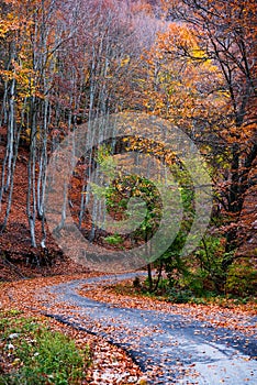 Autumn asphalt road