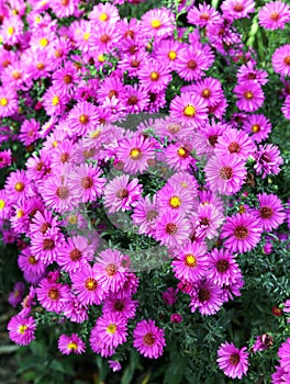 Autumn aster