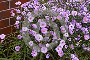 Autumn Aster Flowers of Symphyotrichum Novae Angliae, New York Aster September Flowers