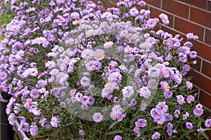 Autumn Aster Flowers of Symphyotrichum Novae Angliae, New York Aster September Flowers photo