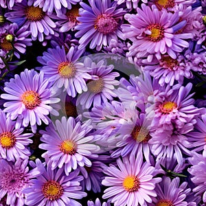 Autumn Aster Flowers of Symphyotrichum Novae Angliae, New York Aster September Flowers