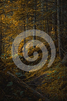 Autumn atmosphere deep forest with felling trees vertical natural photography of yellow, orange and brown colors of October autumn