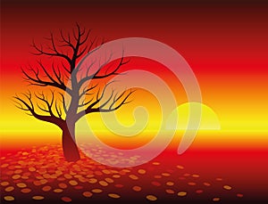 Autumn Atmosphere Sunset Leafless Tree